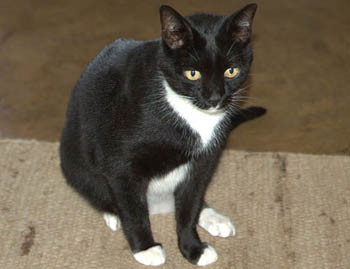 Por qué no pedir favores al Diseñador Gráfico